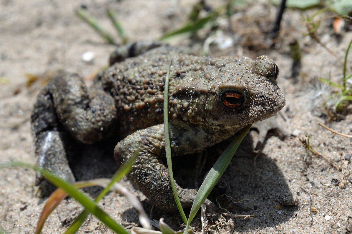 Help needed to prevent toad traffic accidents - Latvia